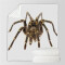 Plaid Araignée couleur polyester 130x150 cm - miniature variant 2