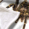 Plaid Araignée couleur polyester 130x150 cm - miniature variant 4