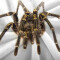 Plaid Araignée couleur polyester 130x150 cm - miniature variant 5